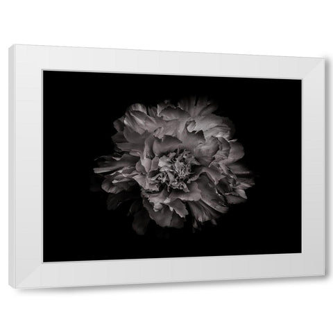 Backyard Flowers Black and White 90 White Modern Wood Framed Art Print by Carson, Brian