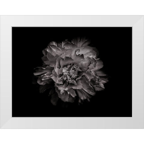 Backyard Flowers Black and White 90 White Modern Wood Framed Art Print by Carson, Brian