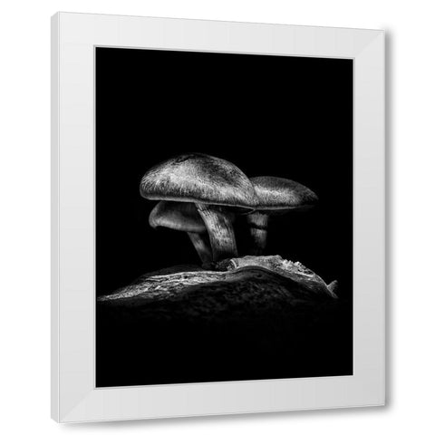 Toadstools on a Toronto Trail No 3 White Modern Wood Framed Art Print by Carson, Brian
