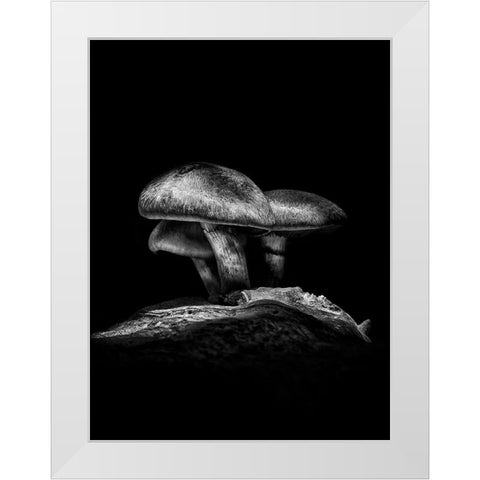 Toadstools on a Toronto Trail No 3 White Modern Wood Framed Art Print by Carson, Brian