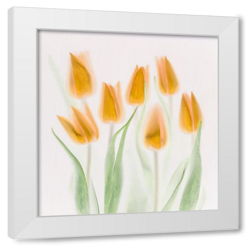 Golden Tulips White Modern Wood Framed Art Print by Haslam, Brian