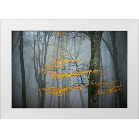 Beech Forest in Autumn White Modern Wood Framed Art Print by Zocchi, Alessandro