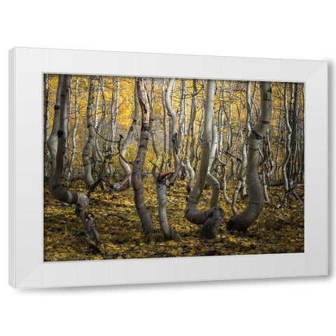 Crooked Aspen White Modern Wood Framed Art Print by Li, Alex