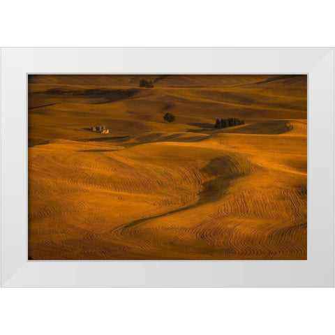 Wheat Field in Sunset White Modern Wood Framed Art Print by Wang, David