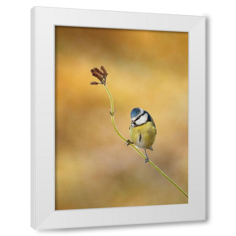 Blue Tit winter light White Modern Wood Framed Art Print by O Mahony, Kieran