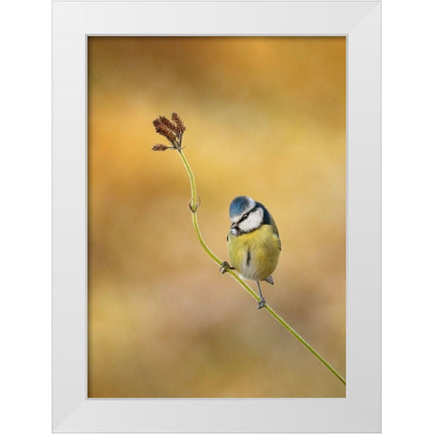 Blue Tit winter light White Modern Wood Framed Art Print by O Mahony, Kieran