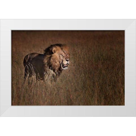 Lion King White Modern Wood Framed Art Print by Chang, Phillip