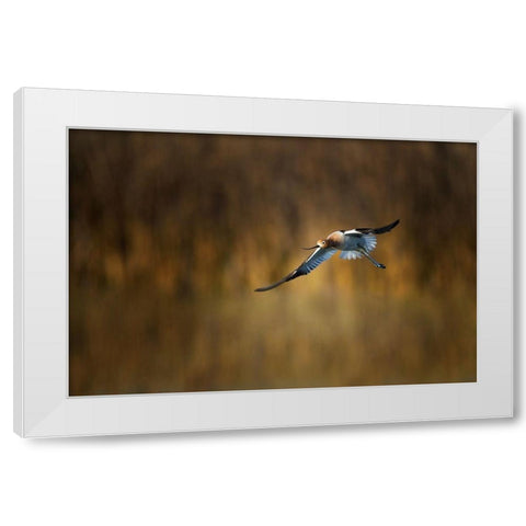 American Avocet White Modern Wood Framed Art Print by Chang, Phillip