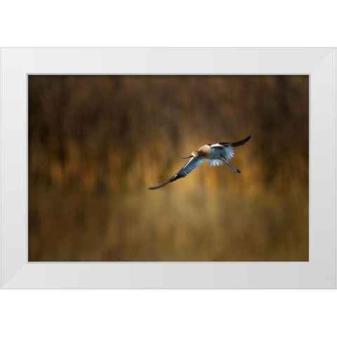 American Avocet White Modern Wood Framed Art Print by Chang, Phillip
