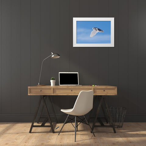 Snowy Owl White Modern Wood Framed Art Print by Chang, Phillip