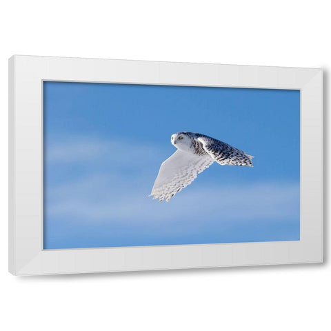 Snowy Owl White Modern Wood Framed Art Print by Chang, Phillip
