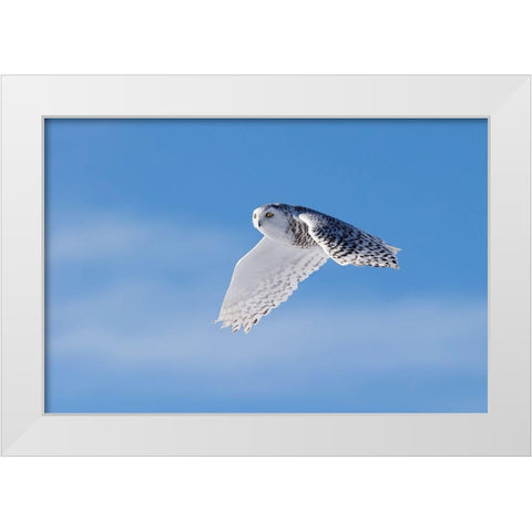 Snowy Owl White Modern Wood Framed Art Print by Chang, Phillip