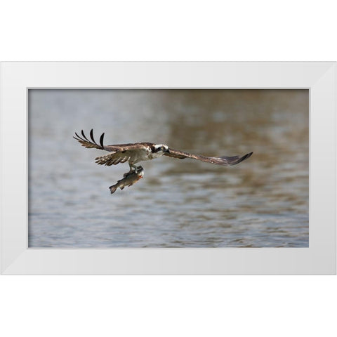 Successful catch White Modern Wood Framed Art Print by Chang, Phillip