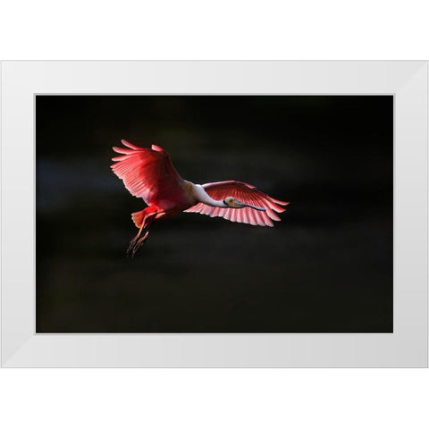 Fying home White Modern Wood Framed Art Print by Chang, Phillip