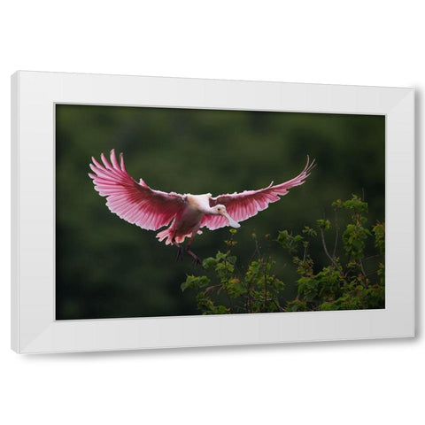 Landing White Modern Wood Framed Art Print by Chang, Phillip