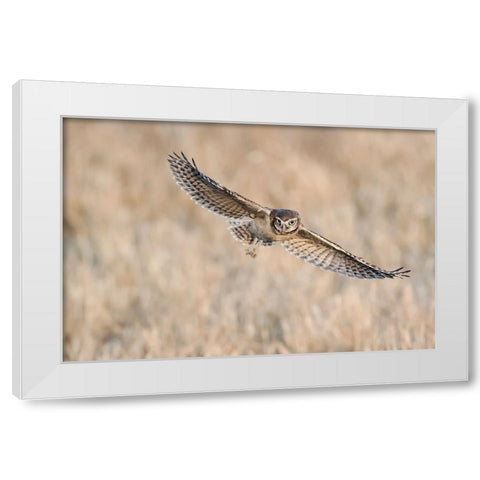 Baby Burrowing Owl White Modern Wood Framed Art Print by Chang, Phillip