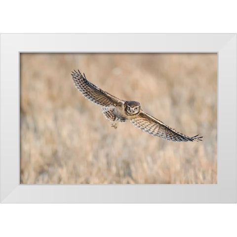 Baby Burrowing Owl White Modern Wood Framed Art Print by Chang, Phillip