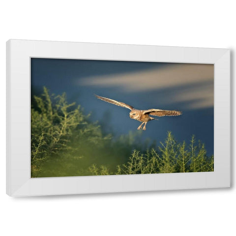 Burrowing owl White Modern Wood Framed Art Print by Chang, Phillip