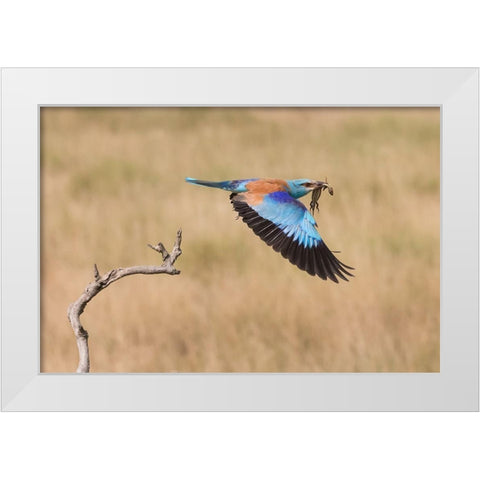 The Roller White Modern Wood Framed Art Print by Chang, Phillip