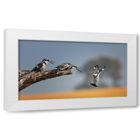 Kingfisher White Modern Wood Framed Art Print by Chang, Phillip