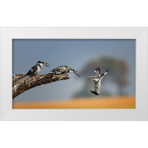 Kingfisher White Modern Wood Framed Art Print by Chang, Phillip