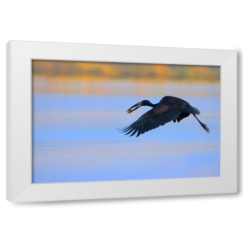 Openbill stork White Modern Wood Framed Art Print by Chang, Phillip