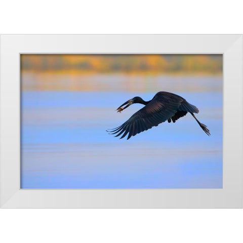 Openbill stork White Modern Wood Framed Art Print by Chang, Phillip