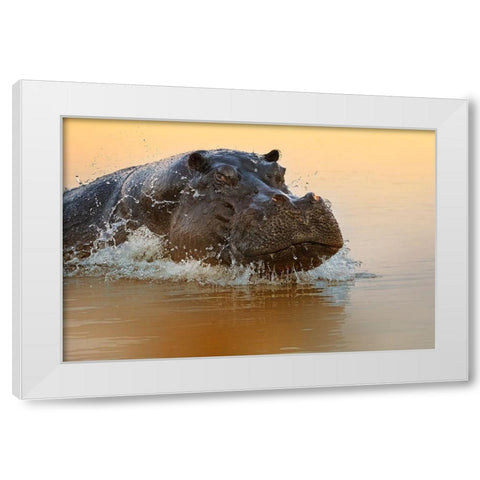 The rise of the hippo White Modern Wood Framed Art Print by Chang, Phillip