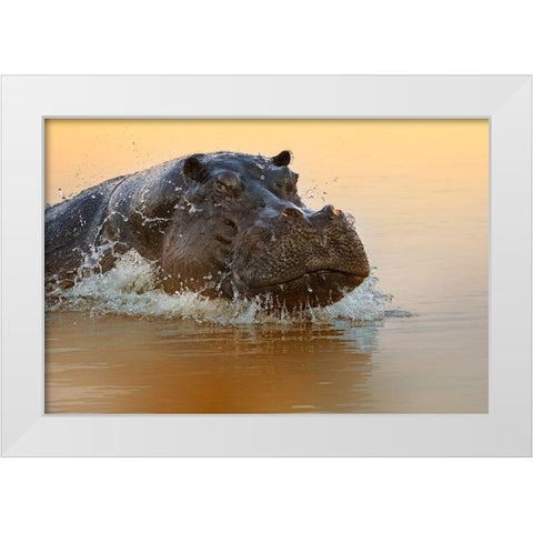 The rise of the hippo White Modern Wood Framed Art Print by Chang, Phillip
