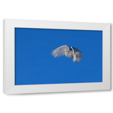Snowy Owl White Modern Wood Framed Art Print by Chang, Phillip