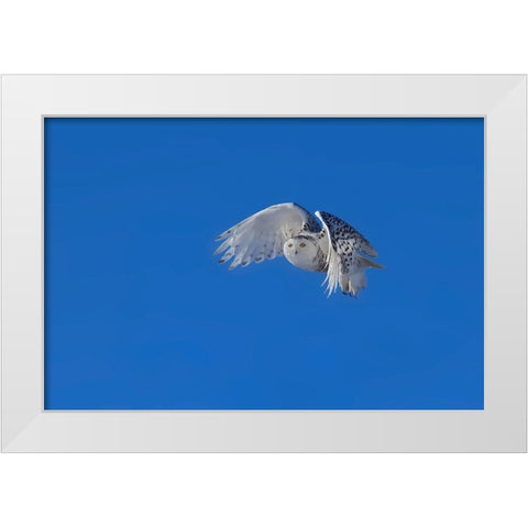Snowy Owl White Modern Wood Framed Art Print by Chang, Phillip