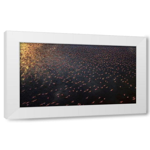 Flamingo White Modern Wood Framed Art Print by Chang, Phillip