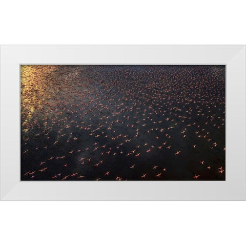 Flamingo White Modern Wood Framed Art Print by Chang, Phillip