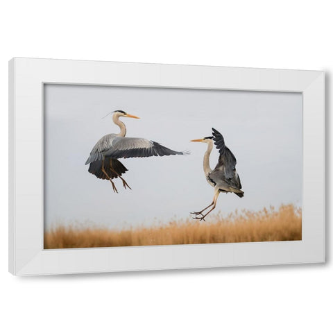 Confrontation White Modern Wood Framed Art Print by Chang, Phillip