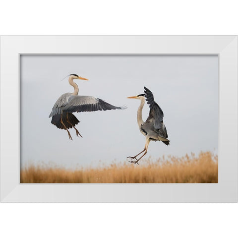 Confrontation White Modern Wood Framed Art Print by Chang, Phillip