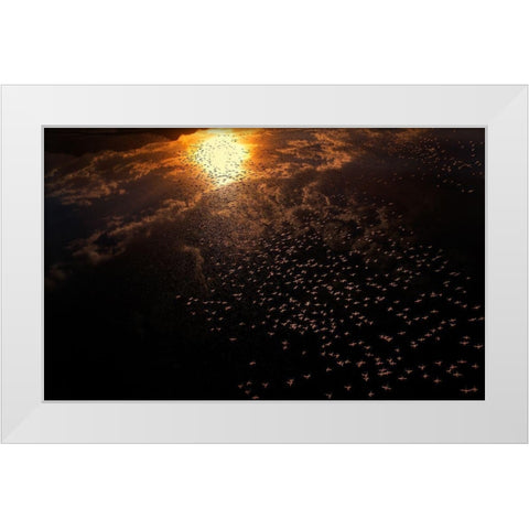 Late flying White Modern Wood Framed Art Print by Chang, Phillip