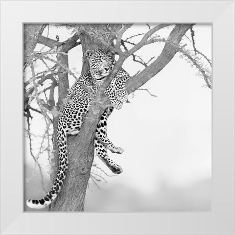 Stand high see far White Modern Wood Framed Art Print by Chang, Phillip