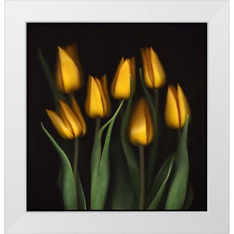 Tulips White Modern Wood Framed Art Print by Haslam, Brian