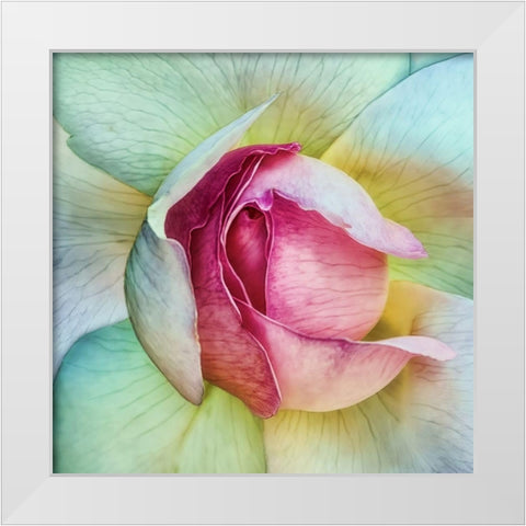 La vie en rose White Modern Wood Framed Art Print by Flour, Piet