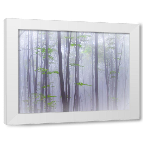 Misty White Modern Wood Framed Art Print by Manzoni, Michel