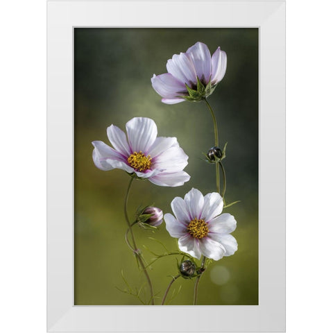 Cosmos White Modern Wood Framed Art Print by Disher, Mandy