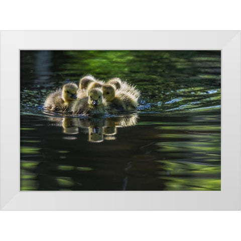 Cute Baby Canada Geese White Modern Wood Framed Art Print by Tian, Xiaobing