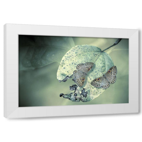 Duet White Modern Wood Framed Art Print by Hoffman, Jimmy