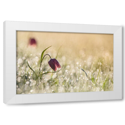 Morningdew White Modern Wood Framed Art Print by van Dongen, Anton