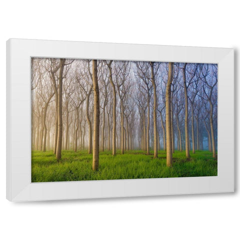 Morning of the Forest White Modern Wood Framed Art Print by Chan, Andy