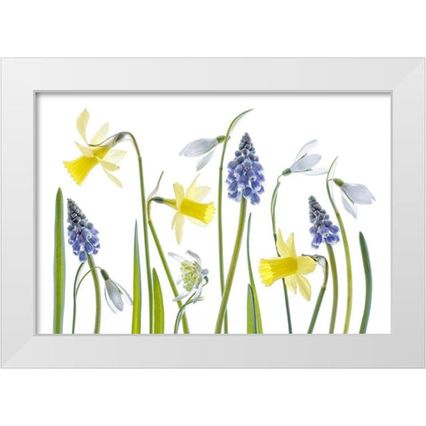 Spring White Modern Wood Framed Art Print by Disher, Mandy