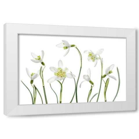 Spring Snowdrops White Modern Wood Framed Art Print by Disher, Mandy