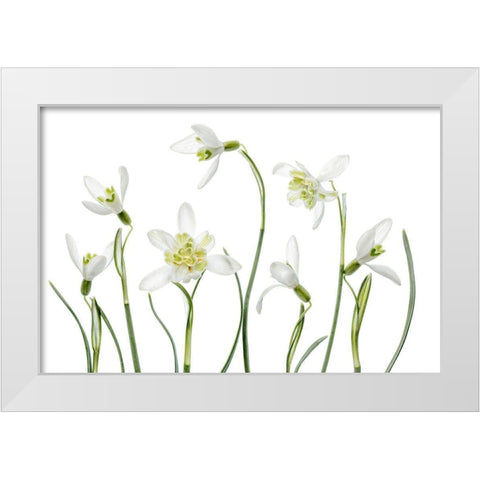 Spring Snowdrops White Modern Wood Framed Art Print by Disher, Mandy