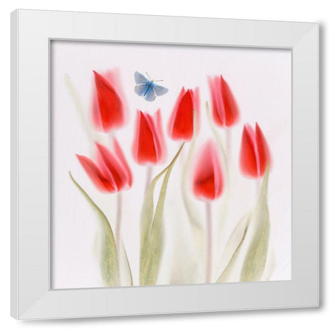 Red Tulips White Modern Wood Framed Art Print by Haslam, Brian