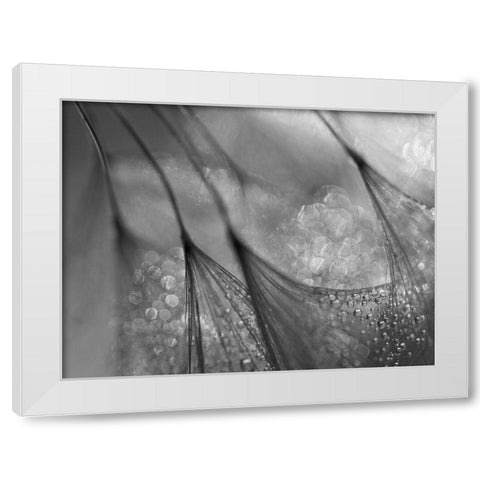 Dandelion White Modern Wood Framed Art Print by Or, Keren